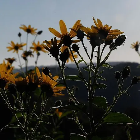 Les Jardins De La Contie בית כפרי