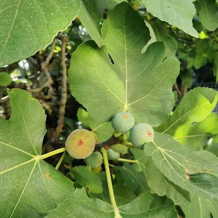 בית כפרי Les Jardins De La Contie Lunan
