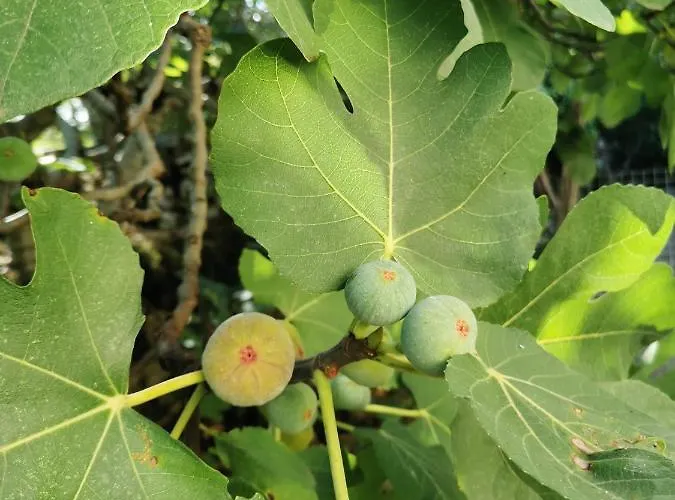 乡村民宿 拉康泰莱斯贾丁斯乡村民宿 Lunan